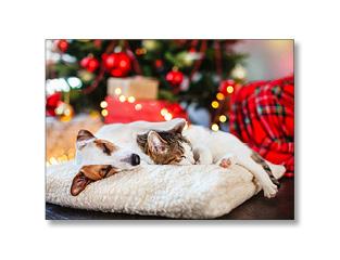 Motiv 24-06 | Hund & Katz Weihnachten